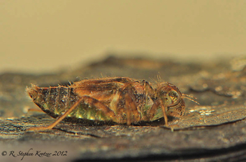 Erythrodiplax minuscula, nymph